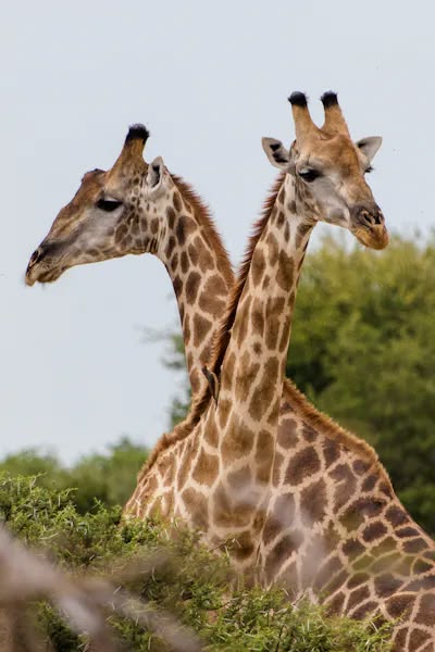 Zambia wildlife park